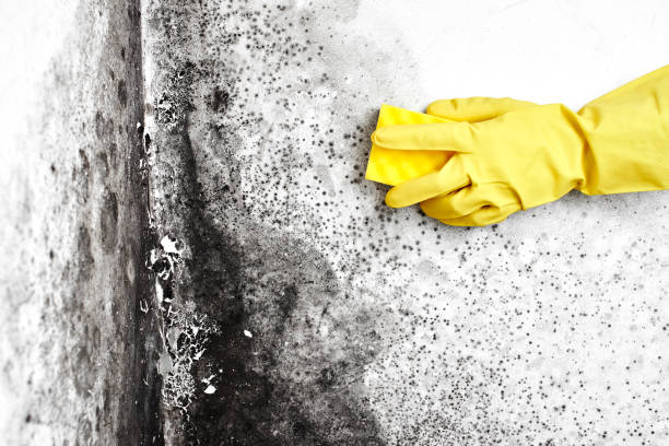 Best Professional Mold Removal  in Delaware, OH