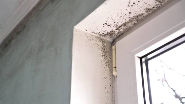 Best Toxic Mold Removal  in Delaware, OH