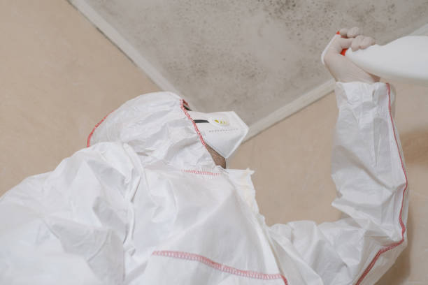 Best Black Mold Removal  in Delaware, OH