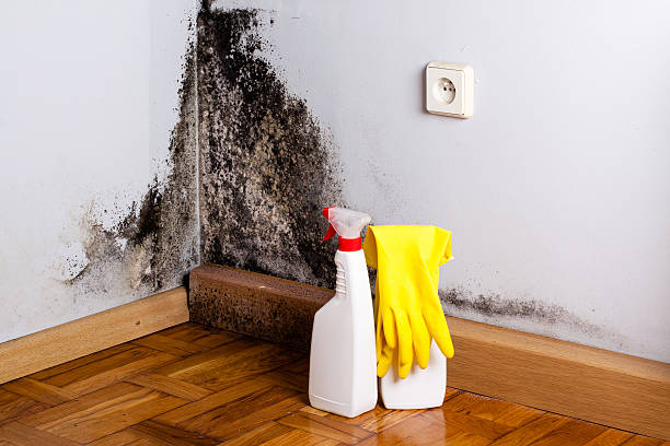 Best Local Mold Removal Service  in Delaware, OH