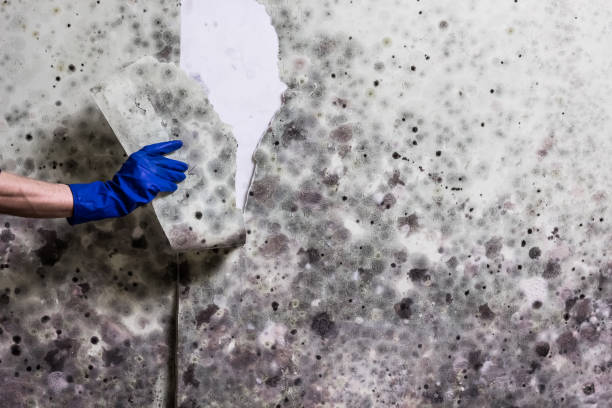 Best Affordable Mold Removal  in Delaware, OH