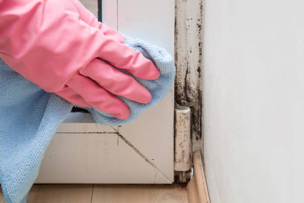 Best Mold Remediation  in Delaware, OH
