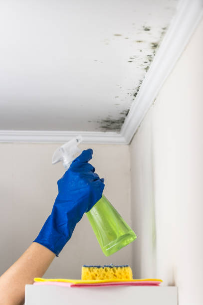 Best Fast Mold Removal  in Delaware, OH