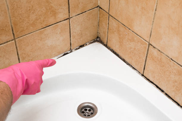 Best Affordable Mold Removal  in Delaware, OH